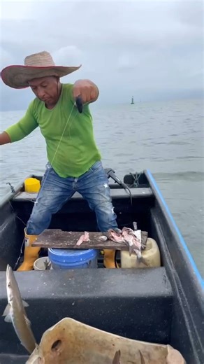 Terrifying! Barracuda Shows No Mercy, Repeated Strikes🐟