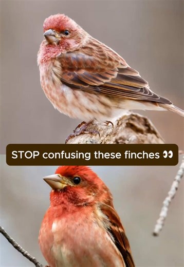 Stop confusing these finches 👀 House Finch vs Purple Finch — once you know what to look for, they’re much easier to tell apart. #finch #birds #birdsoftiktok #birdwatching #finches