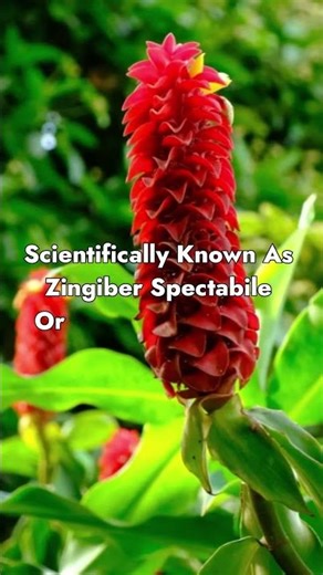 Meet the Shampoo Ginger – Nature’s Conditioner 🌿