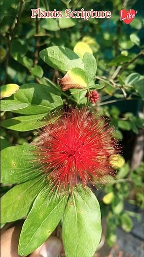Powder Puff Plant Flowers | Calliandra Flowers | Red Powder Puff Plant | Calliandra Haematocephala