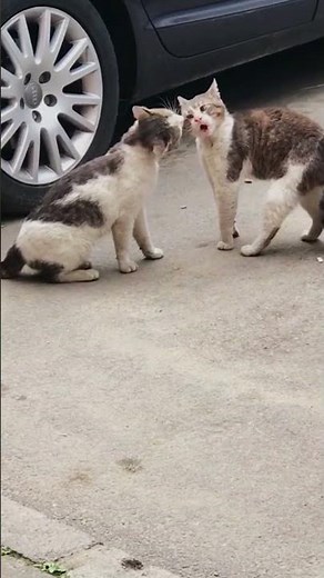 Angry Cats Screaming on the Street - Cat Fight Compilation 🐾