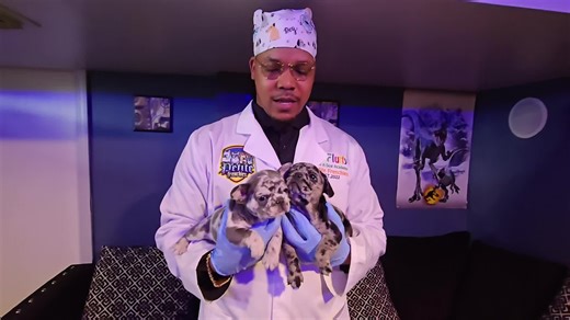 Mr. fluffy from petite Frenchies is back at it again! #PetiteFrenchie #fluffyfrenchiepuppy #ypkraye #mrsfluffy #mrfluffy #luxury #fyp #dogmomlife #DONTMISSOUT #Merle #