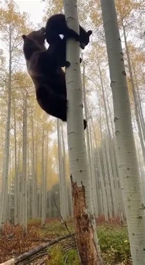 Grizzly Bear Chases Black Bear Up a Tree! #viral #wildlife #animals #bear