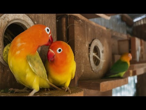 Lovebirds in Their Cozy Habitat , Relaxing Nature Sounds & Beautiful Bird Moments #birds #parrot