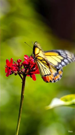 A delicate butterfly sips nectar from a vibrant red bloom against a soft green backdrop.