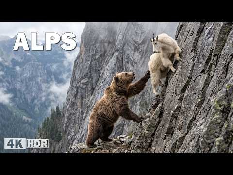 WILD ALPS | Predators That Rule the Mountain Kingdom | Nature Animal Documentary