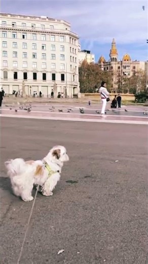 #bcn #europeancity #spain #puppylife #shortsfeed #puppy #catalunya