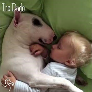 Protective Dog Makes Himself Into A Blanket For His Baby