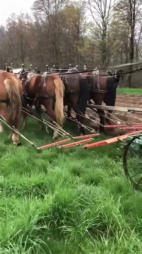 Traditional Farming with Horses | Satisfying Plowing#Farming #Agriculture #HorsePlowing