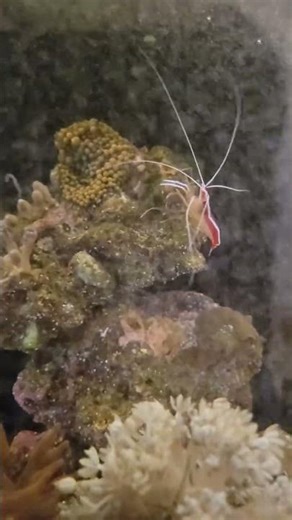 Algae removal on HelloReef aquarium.