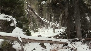 Recent Class A Bigfoot Sighting Midnight Mountain Sasquatch Search | Rocky Mountain Sasquatch Organization