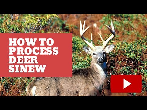 How to Process Deer Sinew