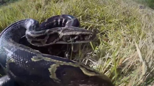 Registration opens for 2026 Florida Python Challenge