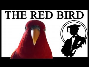 What Is The Red Bird Laughing And Staring At?