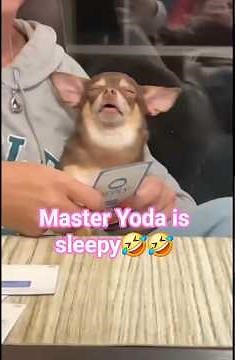 Hilarious Sleepy Dogs Snoring Loudly 😂🐶 | Funniest Dog Compilation 2025 #adorablepuppy #cuteanimal