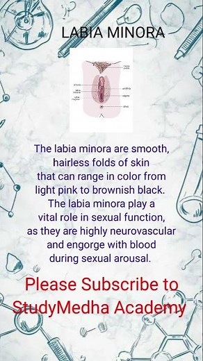Labia Minora #femaleanatomy #reproductivewellness #fertilityawareness #femalereproductivesystem