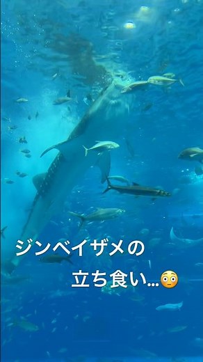 ジンベエザメの「立ち食い」がダイナミックすぎた😳ここは沖縄・美ら海水族館 | Whale Shark Feeding in Okinawa, Japan #美ら海水族館 #沖縄旅行 #okinawa