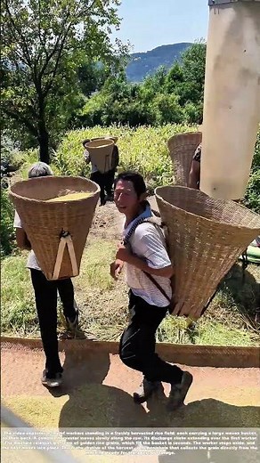 Catching the Grain: How Workers Queue with Baskets at a Combine's Discharge Chute