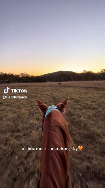 Endurance Horse Riding with a Chestnut Stallion