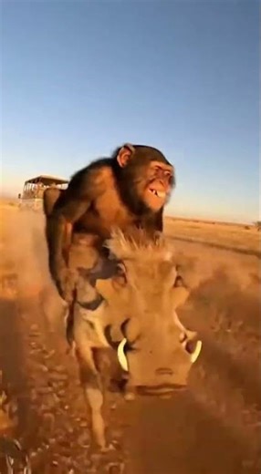 Warthog on TURBO Mode—Chimp Hanging On!#funny #cute