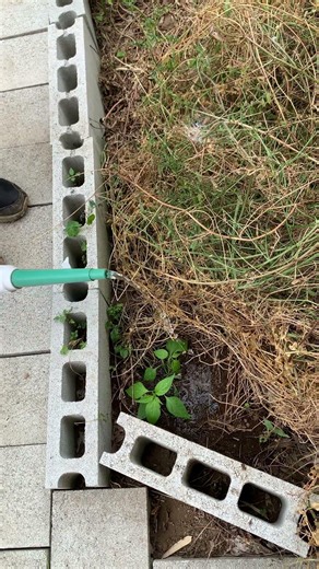 葉も辛いらしい唐辛子の苗を植えます2🌱 2026.5.24
