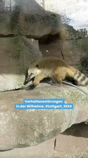 Mit ihrem Verhalten zeigen Tiere in Zoos uns, dass sie leiden. Bitte schaut nicht weg. 💔 | PETA Deutschland