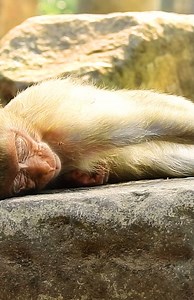 Monkey Free on Reels