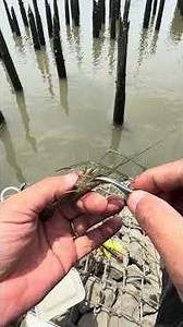 手長エビ釣れてから再投入まで3