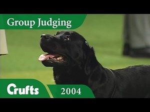Labrador Retriever wins Gundog Group Judging at Crufts 2004