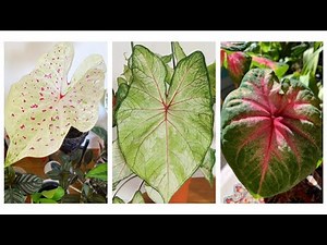 彩叶芋球茎开箱及种植方法展示 Unboxing and Planting Caladium Bulbs