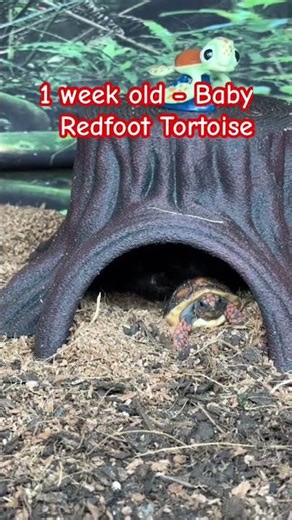 1 week old Baby Redfoot Tortoise living its best life