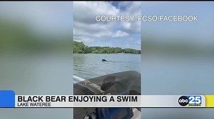 Black bear enjoying a swim in Lake Wataree - ABC Columbia