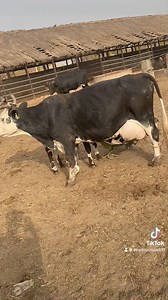 🇲🇱 | Élevage au Mali