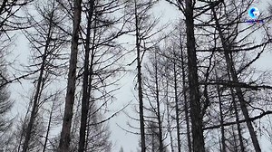 China reinforcing logging ban in sustainable forestry quest. #Chinafocus https://english.news.cn/20250401/db78ea96a6ce4763aef251dfbeb2b7f5/c.html | People's Daily
