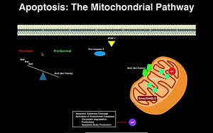 Apoptosis - The Mitochondrial Pathway