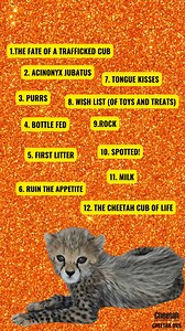 Taylor Swift is only eight months old – but this #cheetah cub has already had an extraordinary life. Removed from the wild when she was just a few days old, Taylor Swift and her brother were rescued from the illegal wildlife trade in April, thanks to the collaborative efforts of Somaliland’s Ministry of Environment and Climate Change (MoECC) and the Cheetah Conservation Fund (CCF). Once stable and out of quarantine, Taylor and her brother were introduced to another group of four cheetah cubs. Gr