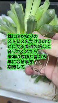 徒長しまくったオブツーサ株を全部抜いて見ました #観葉植物 #多肉植物 #ハルオチア #オブツーサ