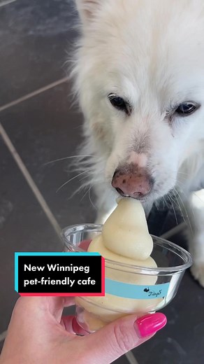 Pet-friendly and delicious food? I’m game! 🐶 #dog #dogtiktok #winnipeg #wpg #winnipegtiktok #wpgpet #winnipegdog #winnipegfood #wpgeats #winnipegmanitoba #winnipegcanada