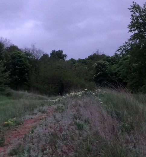 Serene Forest Path: Nature's Tranquil Escape