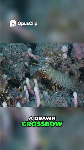 Mantis Shrimp Documentary – The Hidden Predator of the Reef