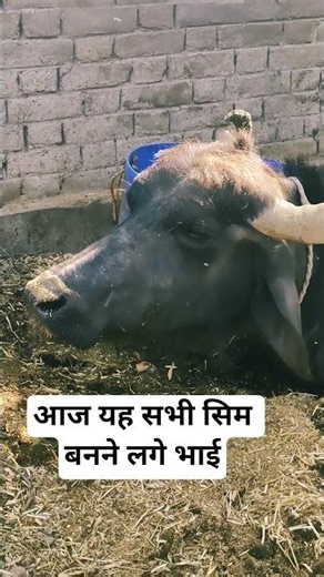 #bollywood #actionthrillerfilm #trendingshorts #ekmotahathighumechala