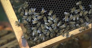 Anche alle api manca l'acqua