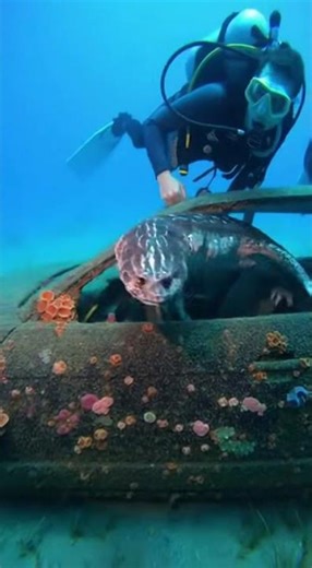 Creature Trapped in Car for Years… Until Now #viral #deepsea