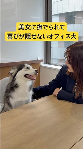 かわいい×かわいいの最強タッグ🐶💕#可愛い #可愛い犬 #ポンスキー #pomsky #癒し