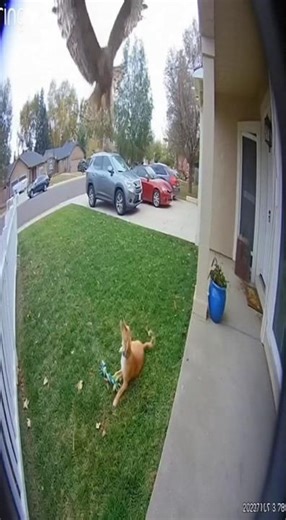 Hawk vs Dog: The Ultimate Showdown #hawkvsdog #dogvshawk