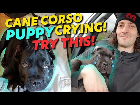Cane Corso Puppy Crying TRY THIS! Instant Fix