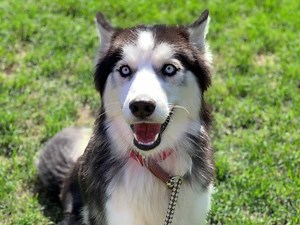 Pets Saved From PA 'Rescue' Group To Be Adoptable In Philly