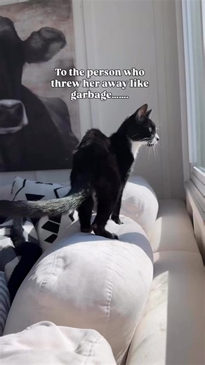 One man’s trash is another man’s treasure. Seven months ago a 3 pound tuxedo cat showed up at our door step. We signed her up into a foster program immediately to get her the vet care she needed. She gained 5 pounds within 5 days when we took her in. She was simply starved. We already had 4 cats and could not keep her…..Well, so we thought. We foster failed 😂 We quickly realized she was supposed to be with us. | Danes And Things