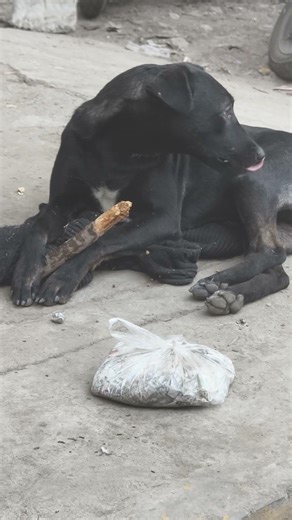 busy with cleaning teeth#animallife #dogs #streetdog