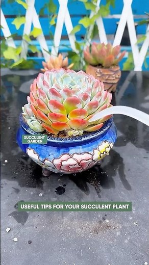 How to Repot Succulents: Easy Garden Hacks You Need! 🌵✨